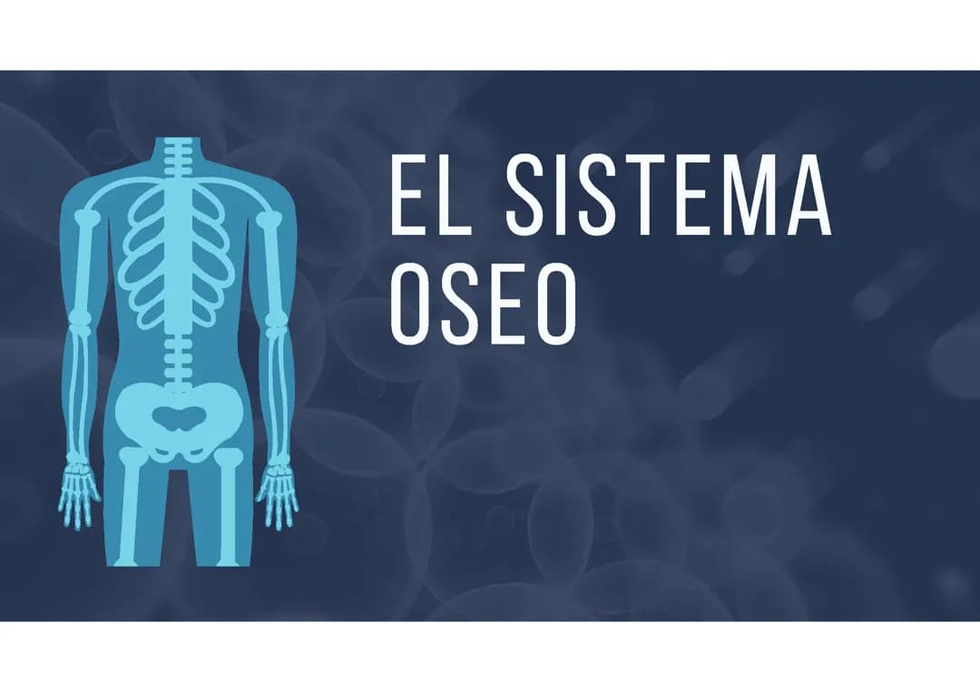El Sistema Oseo 