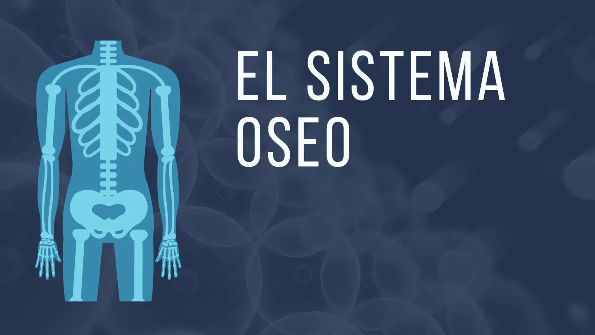 EL SISTEMA
OSEO
++
0. FUNCIONES DEL SISTEMA ESQUELÉTICO
1: sostén: los huesos son el soporte de los tejidos blandos, y el punto de apoyo
de 
