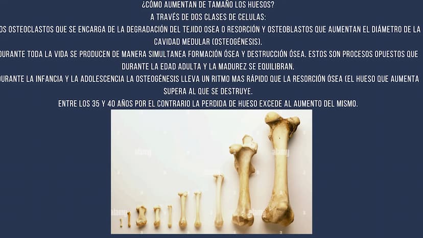 EL SISTEMA
OSEO
++
0. FUNCIONES DEL SISTEMA ESQUELÉTICO
1: sostén: los huesos son el soporte de los tejidos blandos, y el punto de apoyo
de 
