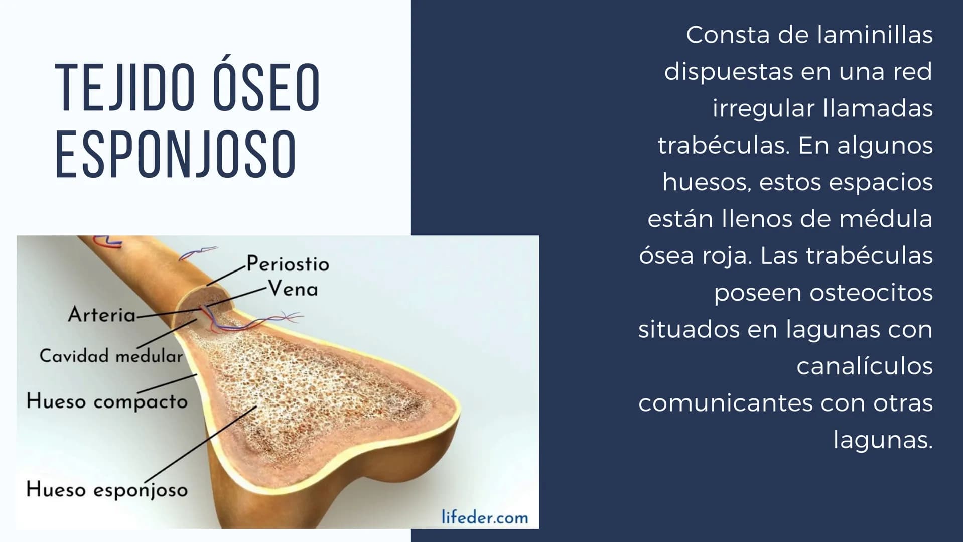 EL SISTEMA
OSEO
++
0. FUNCIONES DEL SISTEMA ESQUELÉTICO
1: sostén: los huesos son el soporte de los tejidos blandos, y el punto de apoyo
de 