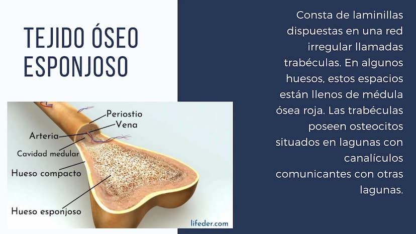 EL SISTEMA
OSEO
++
0. FUNCIONES DEL SISTEMA ESQUELÉTICO
1: sostén: los huesos son el soporte de los tejidos blandos, y el punto de apoyo
de 