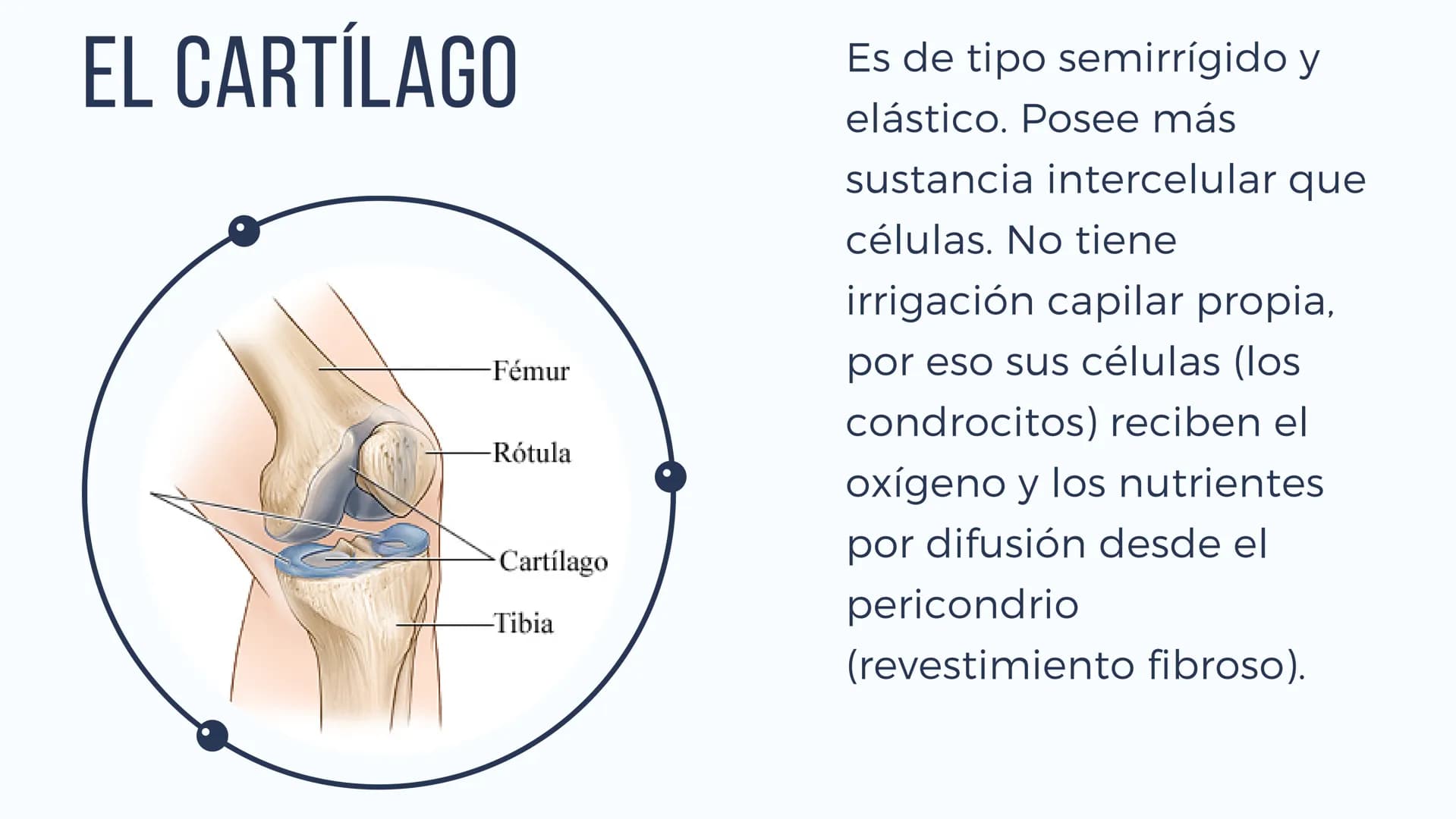 EL SISTEMA
OSEO
++
0. FUNCIONES DEL SISTEMA ESQUELÉTICO
1: sostén: los huesos son el soporte de los tejidos blandos, y el punto de apoyo
de 