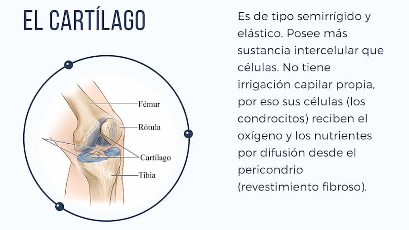 EL SISTEMA
OSEO
++
0. FUNCIONES DEL SISTEMA ESQUELÉTICO
1: sostén: los huesos son el soporte de los tejidos blandos, y el punto de apoyo
de 