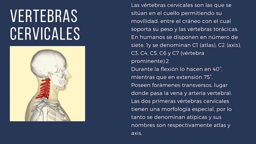 EL SISTEMA
OSEO
++
0. FUNCIONES DEL SISTEMA ESQUELÉTICO
1: sostén: los huesos son el soporte de los tejidos blandos, y el punto de apoyo
de 