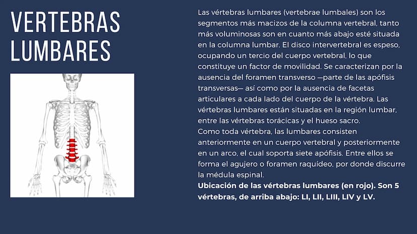 EL SISTEMA
OSEO
++
0. FUNCIONES DEL SISTEMA ESQUELÉTICO
1: sostén: los huesos son el soporte de los tejidos blandos, y el punto de apoyo
de 