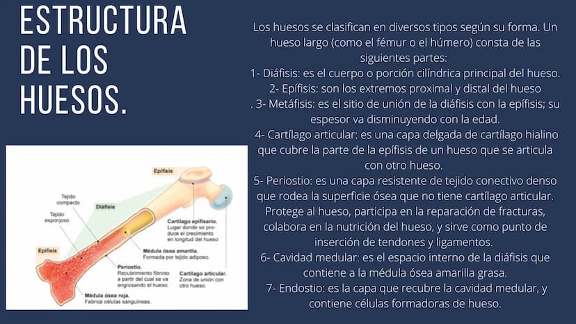 EL SISTEMA
OSEO
++
0. FUNCIONES DEL SISTEMA ESQUELÉTICO
1: sostén: los huesos son el soporte de los tejidos blandos, y el punto de apoyo
de 