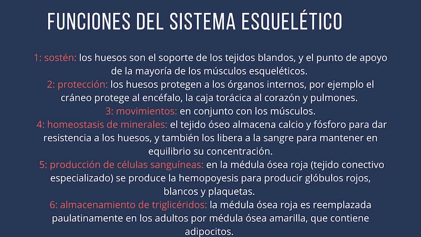 EL SISTEMA
OSEO
++
0. FUNCIONES DEL SISTEMA ESQUELÉTICO
1: sostén: los huesos son el soporte de los tejidos blandos, y el punto de apoyo
de 