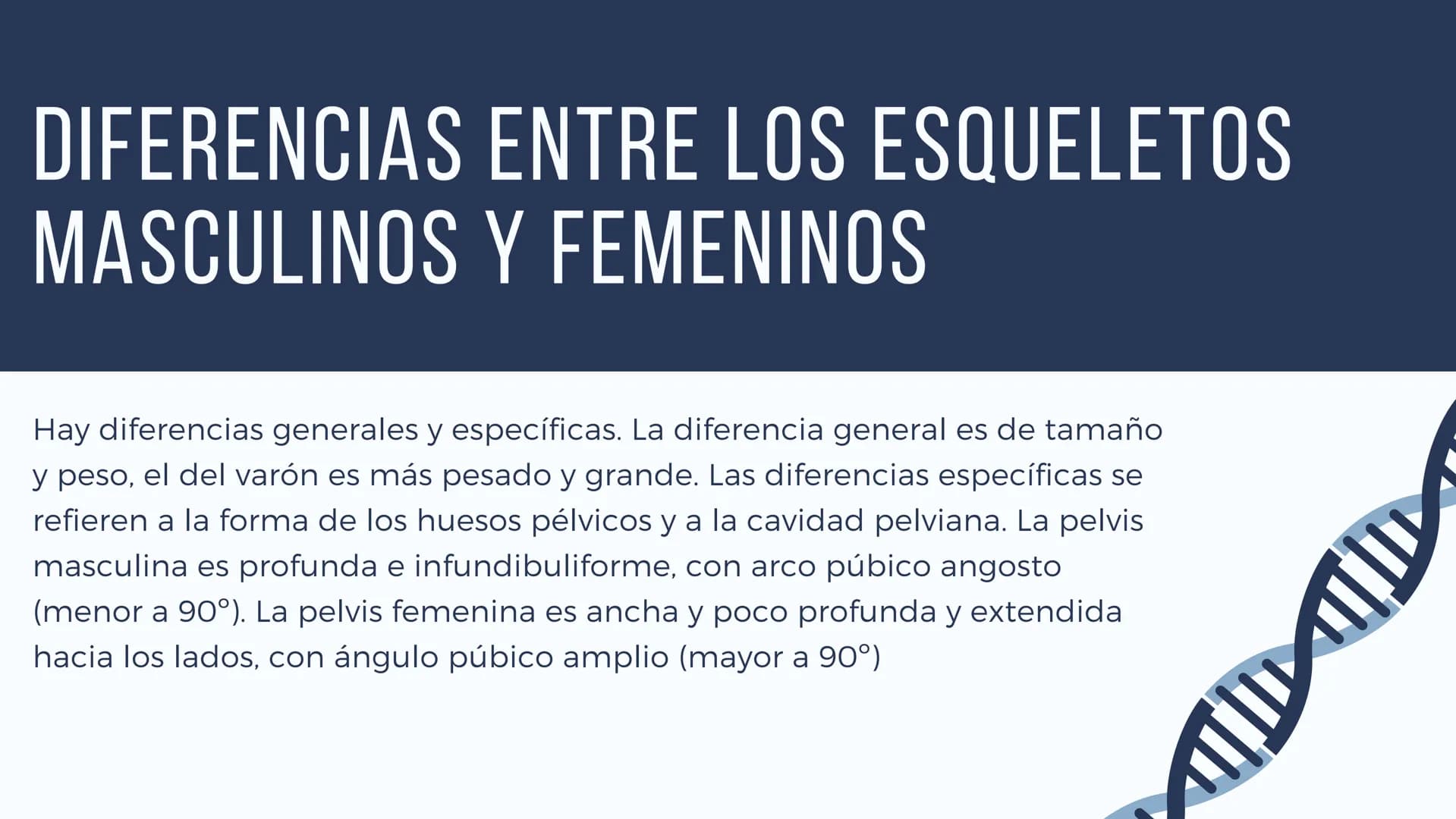 EL SISTEMA
OSEO
++
0. FUNCIONES DEL SISTEMA ESQUELÉTICO
1: sostén: los huesos son el soporte de los tejidos blandos, y el punto de apoyo
de 