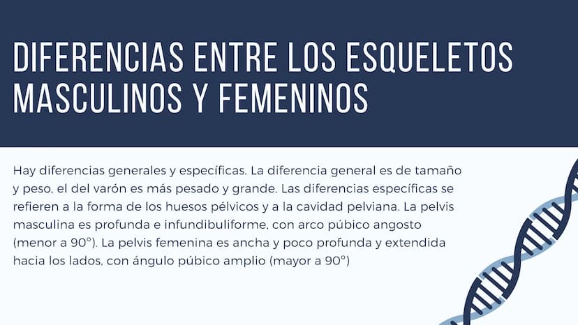 EL SISTEMA
OSEO
++
0. FUNCIONES DEL SISTEMA ESQUELÉTICO
1: sostén: los huesos son el soporte de los tejidos blandos, y el punto de apoyo
de 