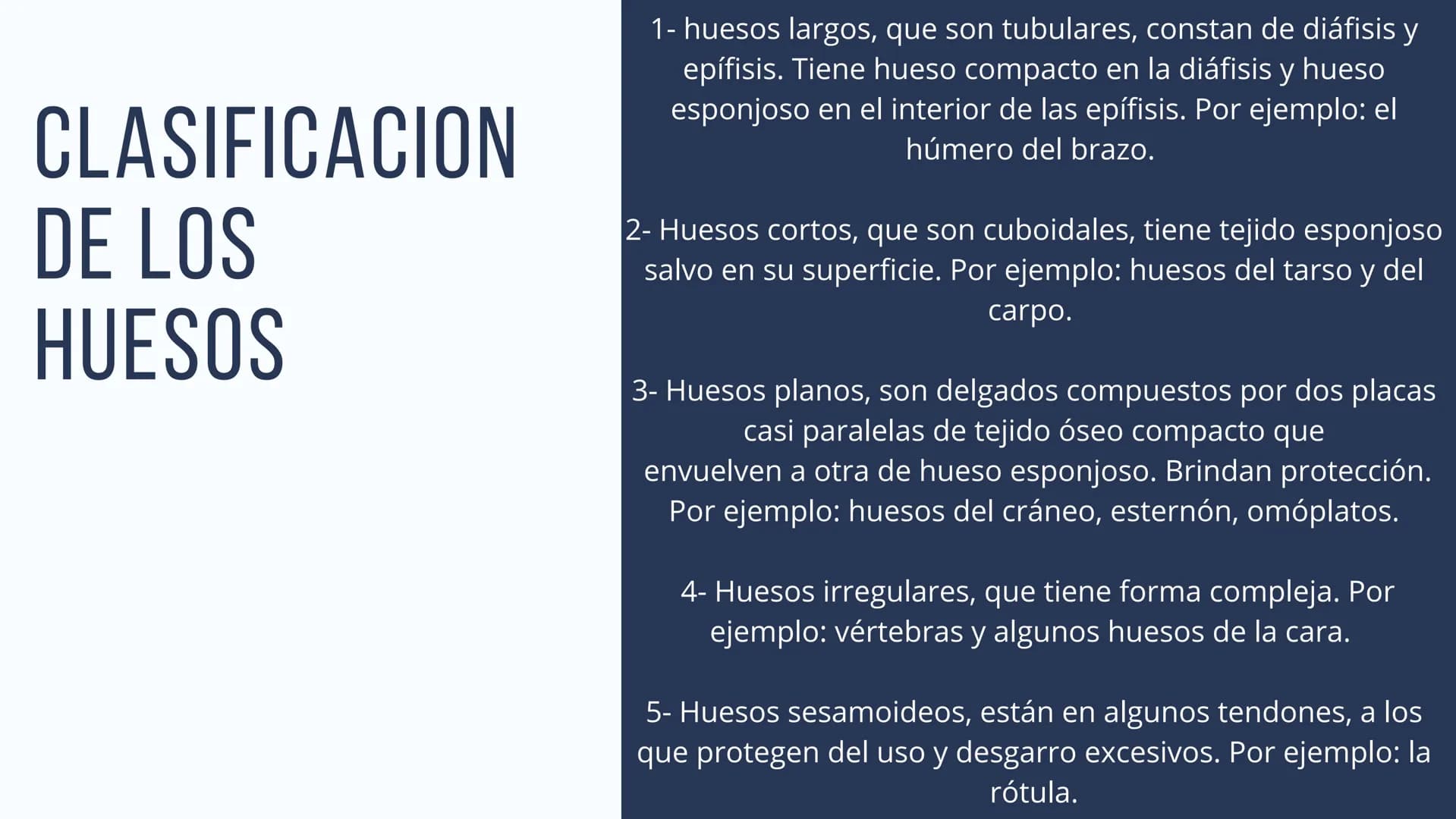 EL SISTEMA
OSEO
++
0. FUNCIONES DEL SISTEMA ESQUELÉTICO
1: sostén: los huesos son el soporte de los tejidos blandos, y el punto de apoyo
de 