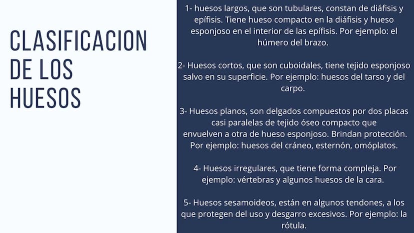 EL SISTEMA
OSEO
++
0. FUNCIONES DEL SISTEMA ESQUELÉTICO
1: sostén: los huesos son el soporte de los tejidos blandos, y el punto de apoyo
de 