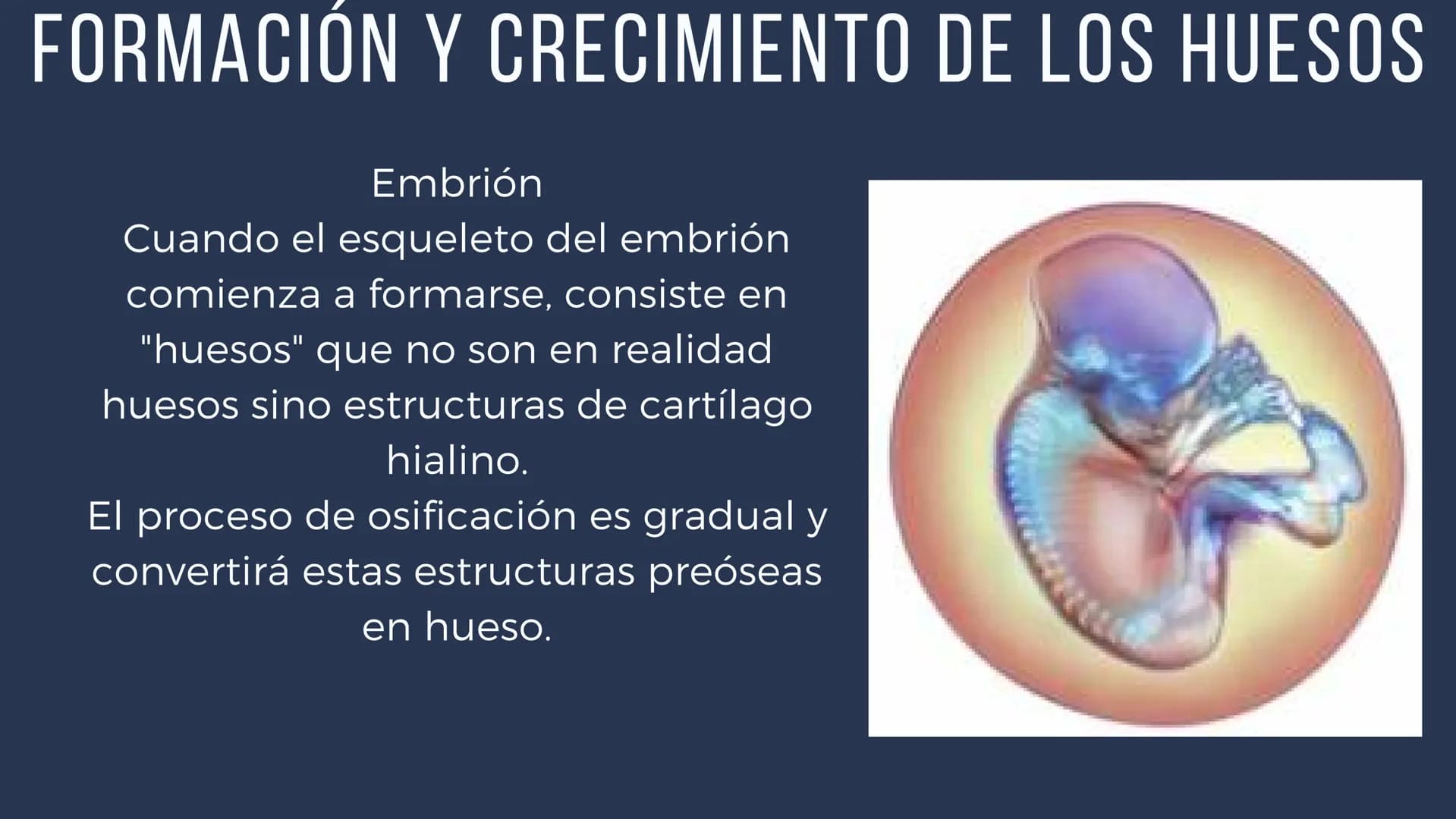 EL SISTEMA
OSEO
++
0. FUNCIONES DEL SISTEMA ESQUELÉTICO
1: sostén: los huesos son el soporte de los tejidos blandos, y el punto de apoyo
de 