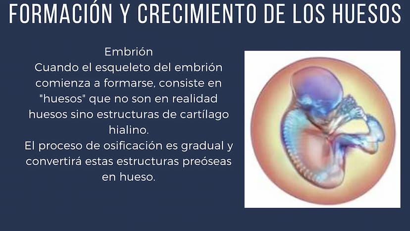 EL SISTEMA
OSEO
++
0. FUNCIONES DEL SISTEMA ESQUELÉTICO
1: sostén: los huesos son el soporte de los tejidos blandos, y el punto de apoyo
de 