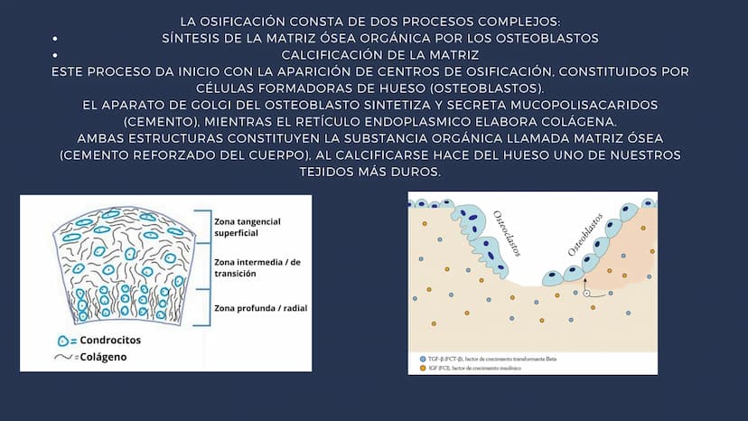 EL SISTEMA
OSEO
++
0. FUNCIONES DEL SISTEMA ESQUELÉTICO
1: sostén: los huesos son el soporte de los tejidos blandos, y el punto de apoyo
de 