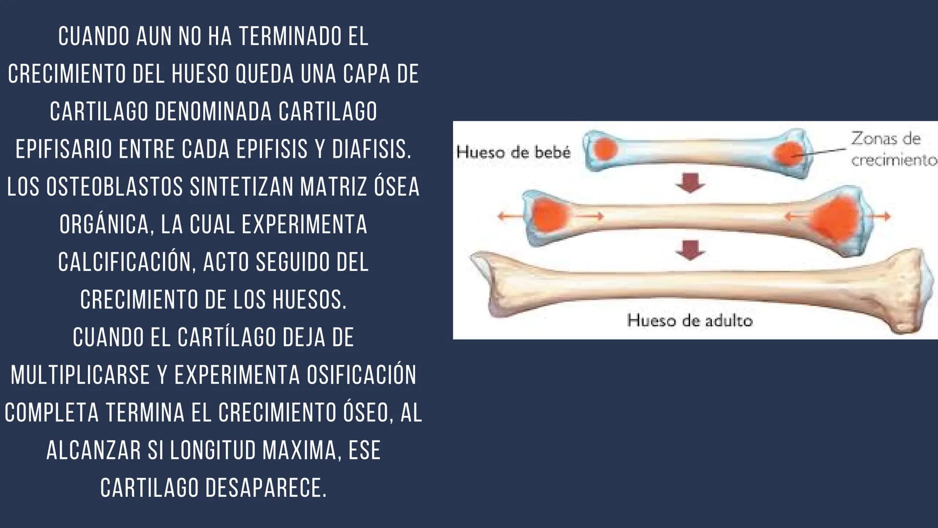 EL SISTEMA
OSEO
++
0. FUNCIONES DEL SISTEMA ESQUELÉTICO
1: sostén: los huesos son el soporte de los tejidos blandos, y el punto de apoyo
de 