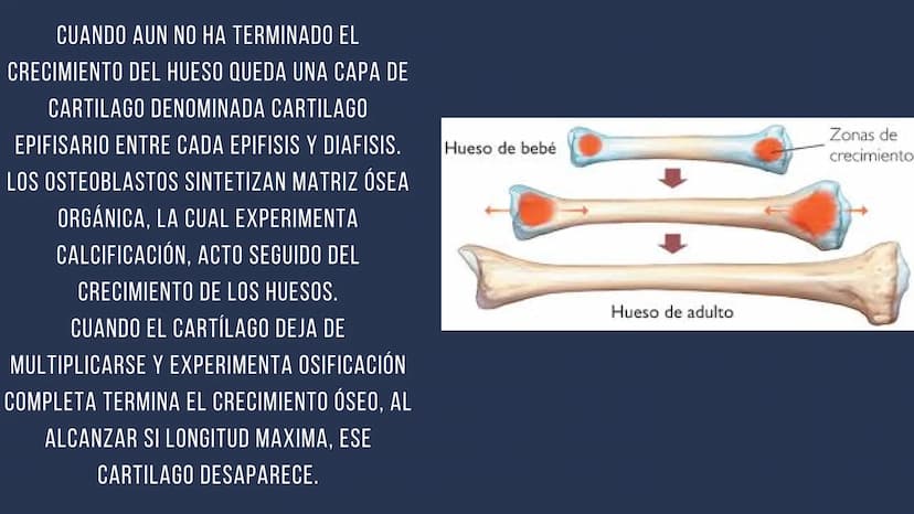 EL SISTEMA
OSEO
++
0. FUNCIONES DEL SISTEMA ESQUELÉTICO
1: sostén: los huesos son el soporte de los tejidos blandos, y el punto de apoyo
de 