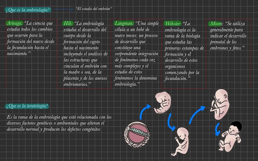 ¿Que es la embriología?
Arteaga: "La ciencia
que
estudia todos los cambios
que ocurren para la
formación del nuevo desde
la fecundación hast