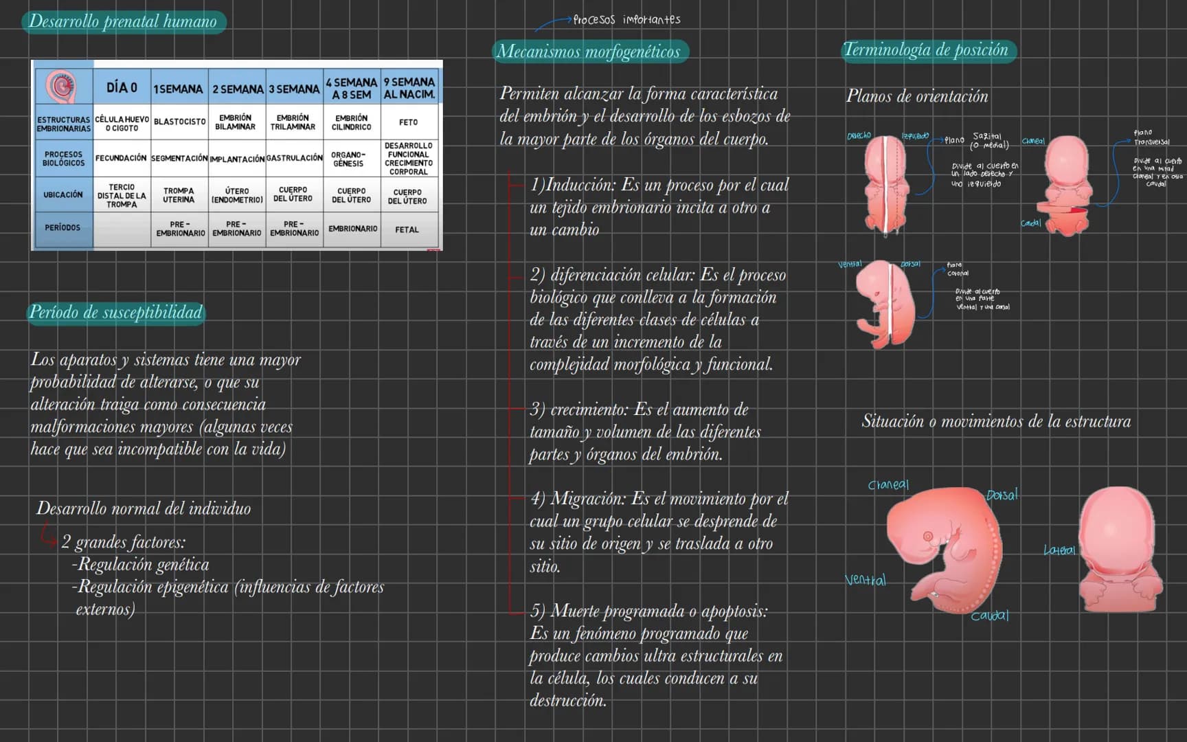 ¿Que es la embriología?
Arteaga: "La ciencia
que
estudia todos los cambios
que ocurren para la
formación del nuevo desde
la fecundación hast