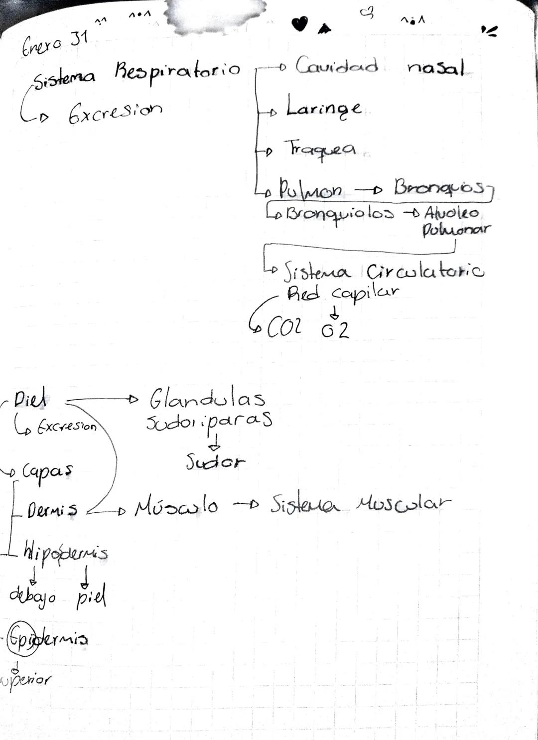 B
Sistemas

d
Organos

D
→ Excretor→Eliminar liquidos

Inmune Protección

Nervioso Neuronas

Endocrina Hormonas

Oseo

Sudar

Orina

Muscula