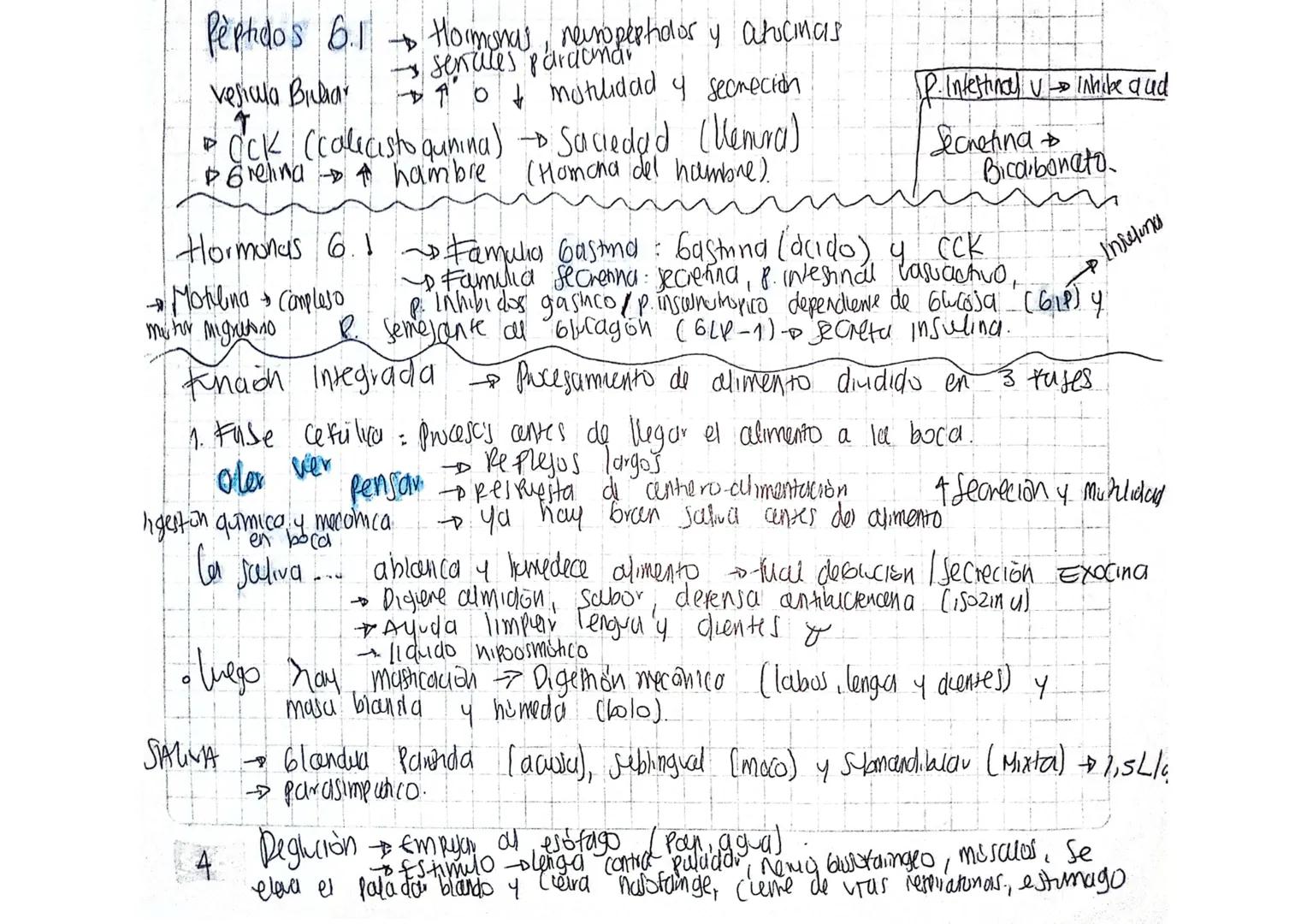 Peptidos 6.1
vesicula Buchar
•
个
→ Hormonas, neuropeptidor y atucinas
- sencules parauma
10+ motulidad y secreción
• OCK (calicisto qunina)
