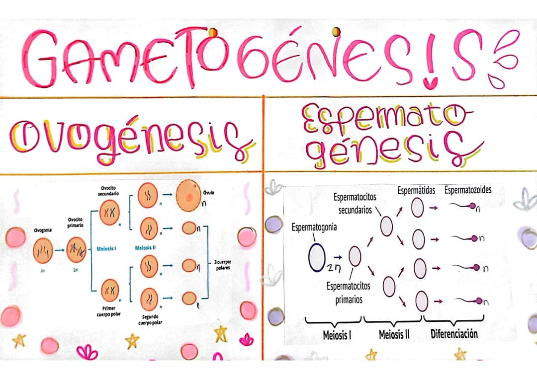 Mini cartel sobre gametogénesis 