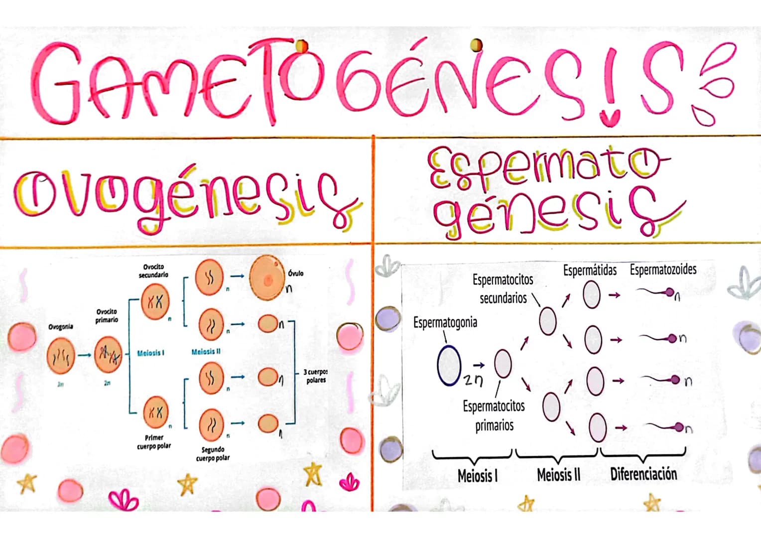 GAME TOGENESIS
Espermato
Ovogénesis genesic
Ovogonia
(1/5)
Ovocito
primario
20
Ovocito
secundario
XX
Melosis
SS
Meiosis I
-
'n
Óvulo
3 cuerp