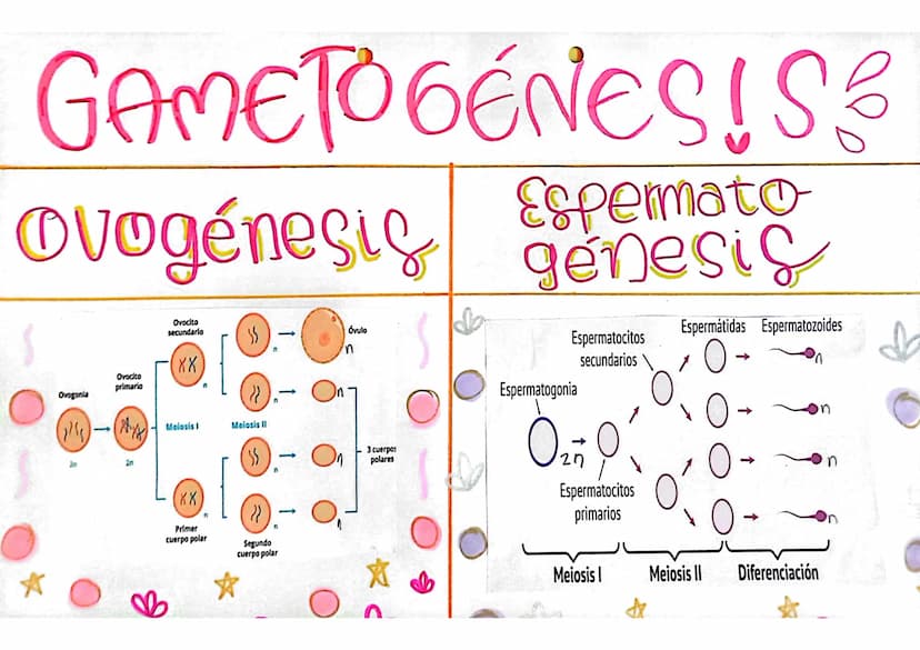 GAME TOGENESIS
Espermato
Ovogénesis genesic
Ovogonia
(1/5)
Ovocito
primario
20
Ovocito
secundario
XX
Melosis
SS
Meiosis I
-
'n
Óvulo
3 cuerp