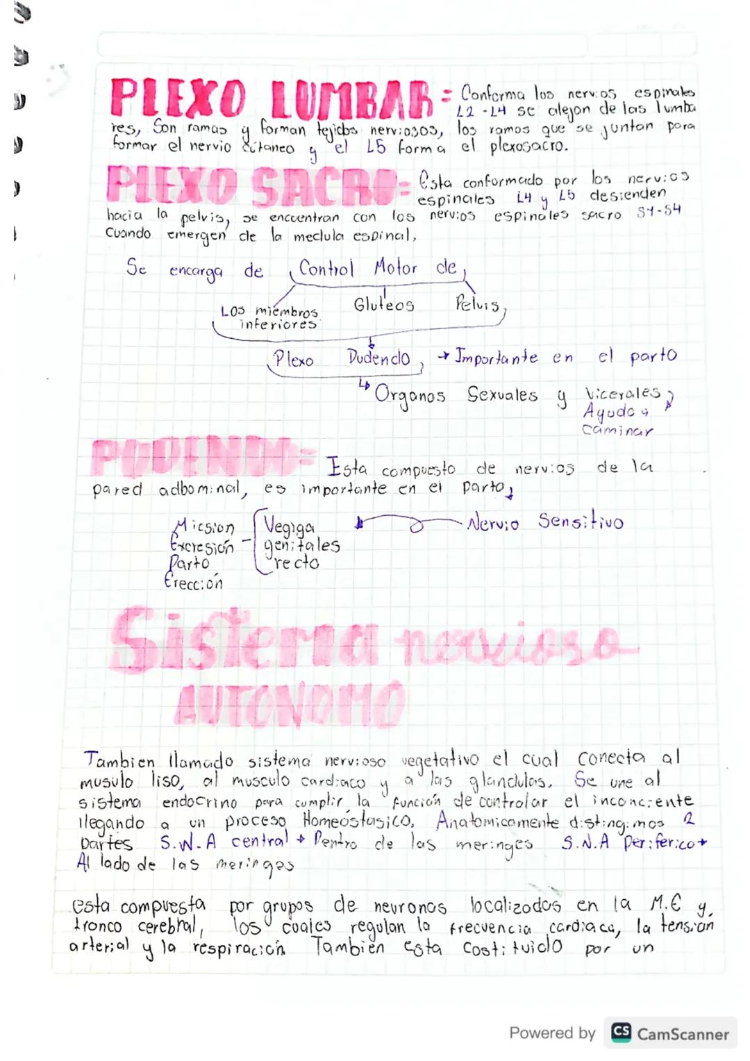 Sistema Nervioso: Plexos Sacro y Lumbar, Pudendo y Sistema Nervioso Autónomo