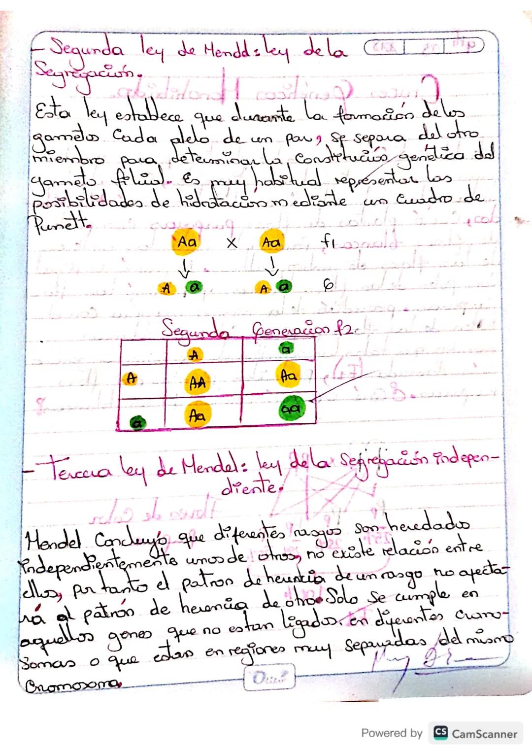 Defirtu las leyes de Mendel.
Answers, cogitu
las tres leyes de Mendel explicam y predica
Predicen como
Van a ser los caracteres fisicos (fen