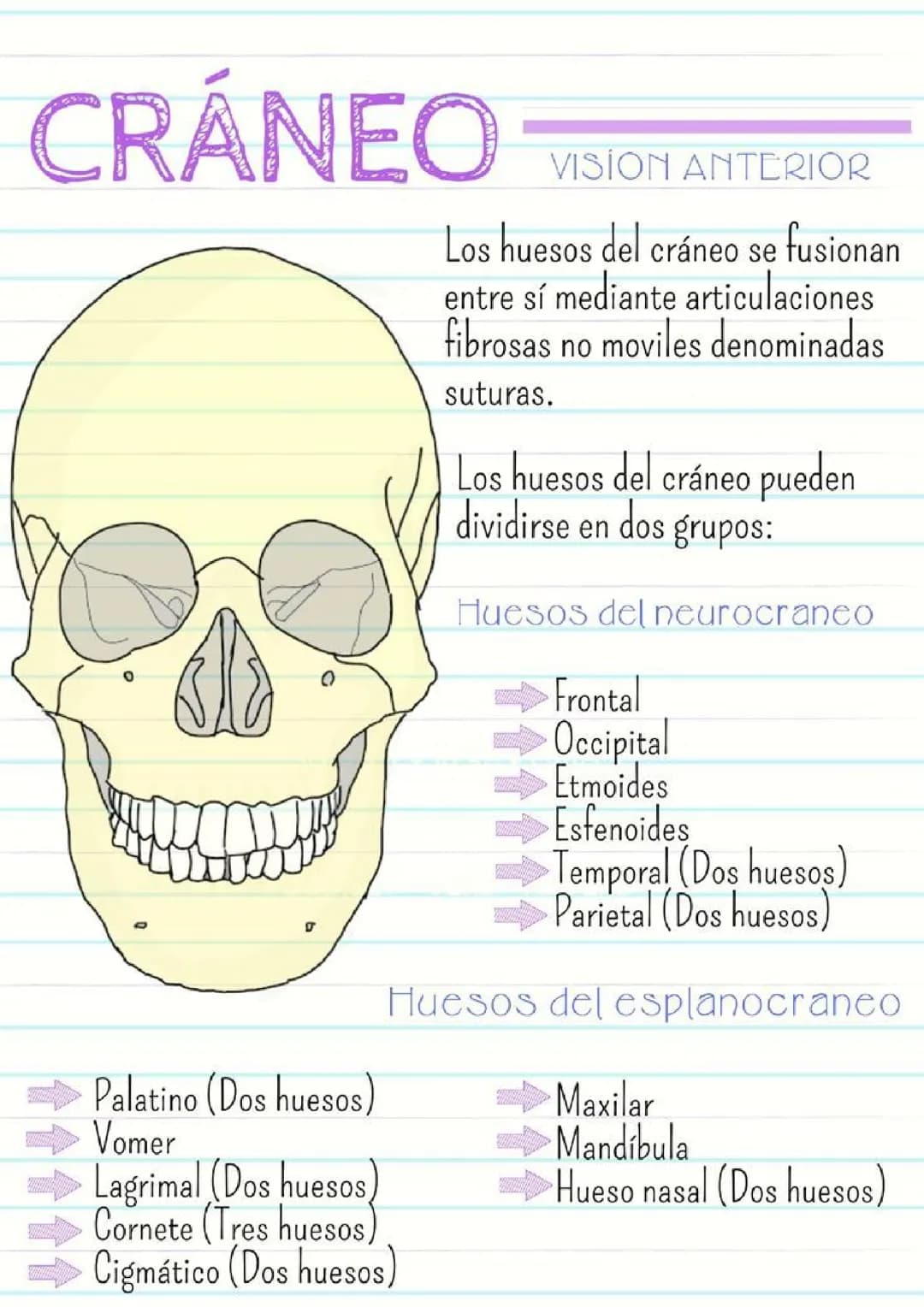 El craneo
