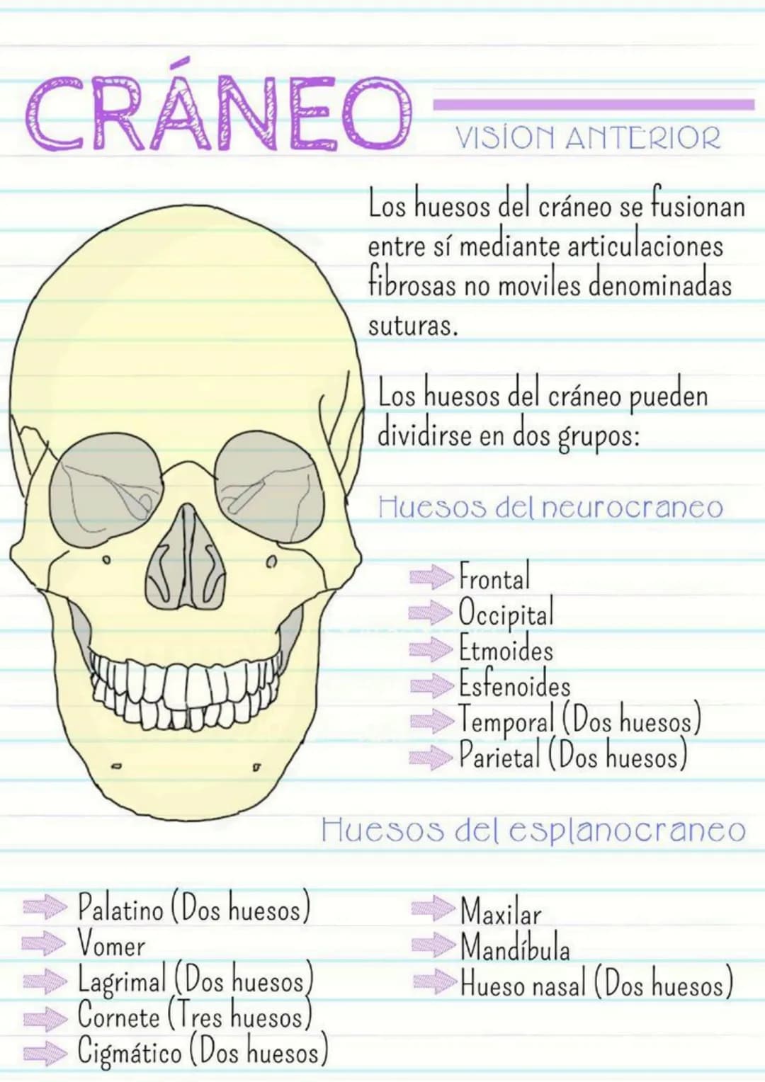 CRÁNEO
Palatino (Dos huesos)
Vomer
VISION ANTERIOR
Los huesos del cráneo se fusionan
entre sí mediante articulaciones
fibrosas no moviles de
