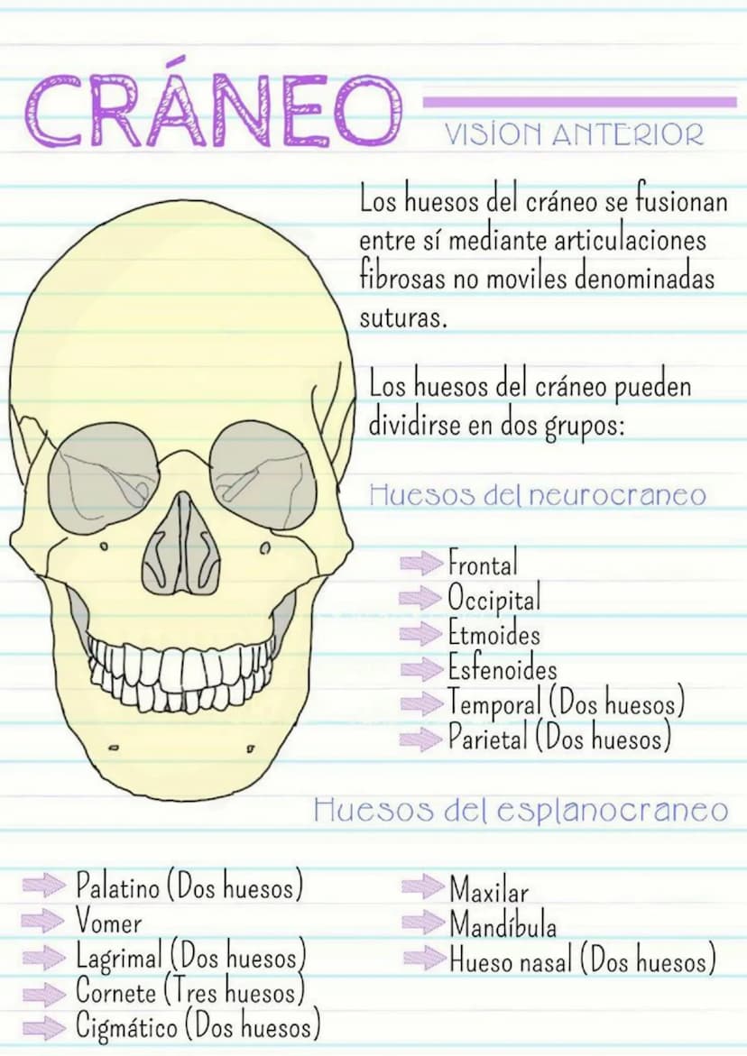 CRÁNEO
Palatino (Dos huesos)
Vomer
VISION ANTERIOR
Los huesos del cráneo se fusionan
entre sí mediante articulaciones
fibrosas no moviles de