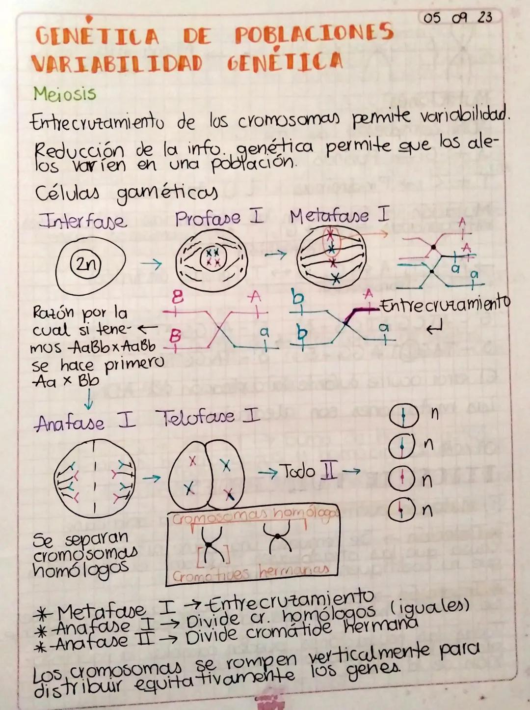 # GENÉTICA DE POBLACIONES
# VARIABILIDAD GENÉTICA
Meiosis
05 09 23
Entrecruzamiento de los cromosomas permite variabilidad.
Reducción de la 