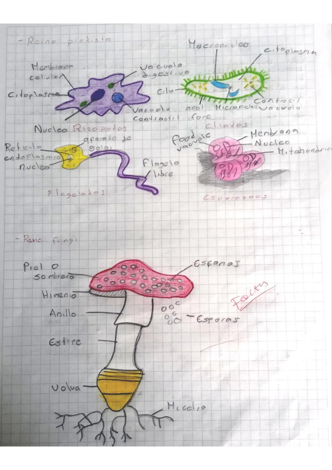 -
Reine prodista.
Membrane
celule
Citoplasma
Vacuola
digestivo
Mocanu blous
citoplasma
Cilia-
Vacuola
anal
Nucleo Rizo podes
Contractil fore