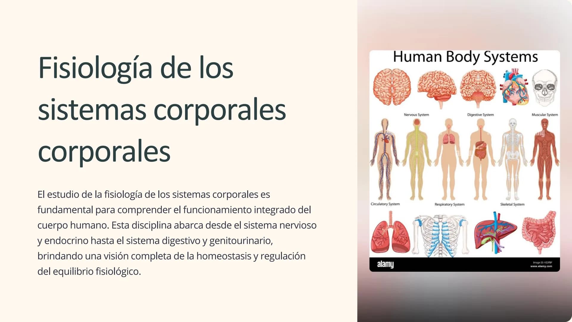 Human Body Systems
Fisiología de los
sistemas corporales
corporales
El estudio de la fisiología de los sistemas corporales es
fundamental pa