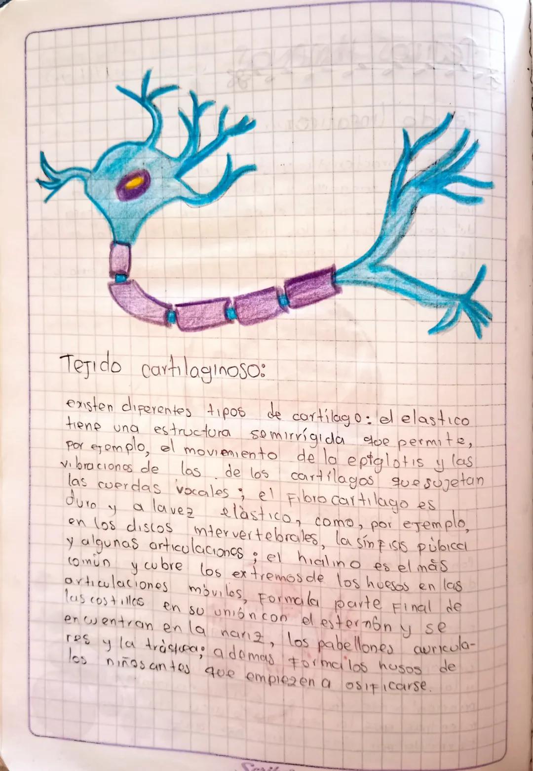 # TEJIDOS HUMANOS

Tejido linfatico:

Tiene caracteristicas tanto del tejido conjuntivo
como del sangunos y Forma parte del sistema
Inmunoló