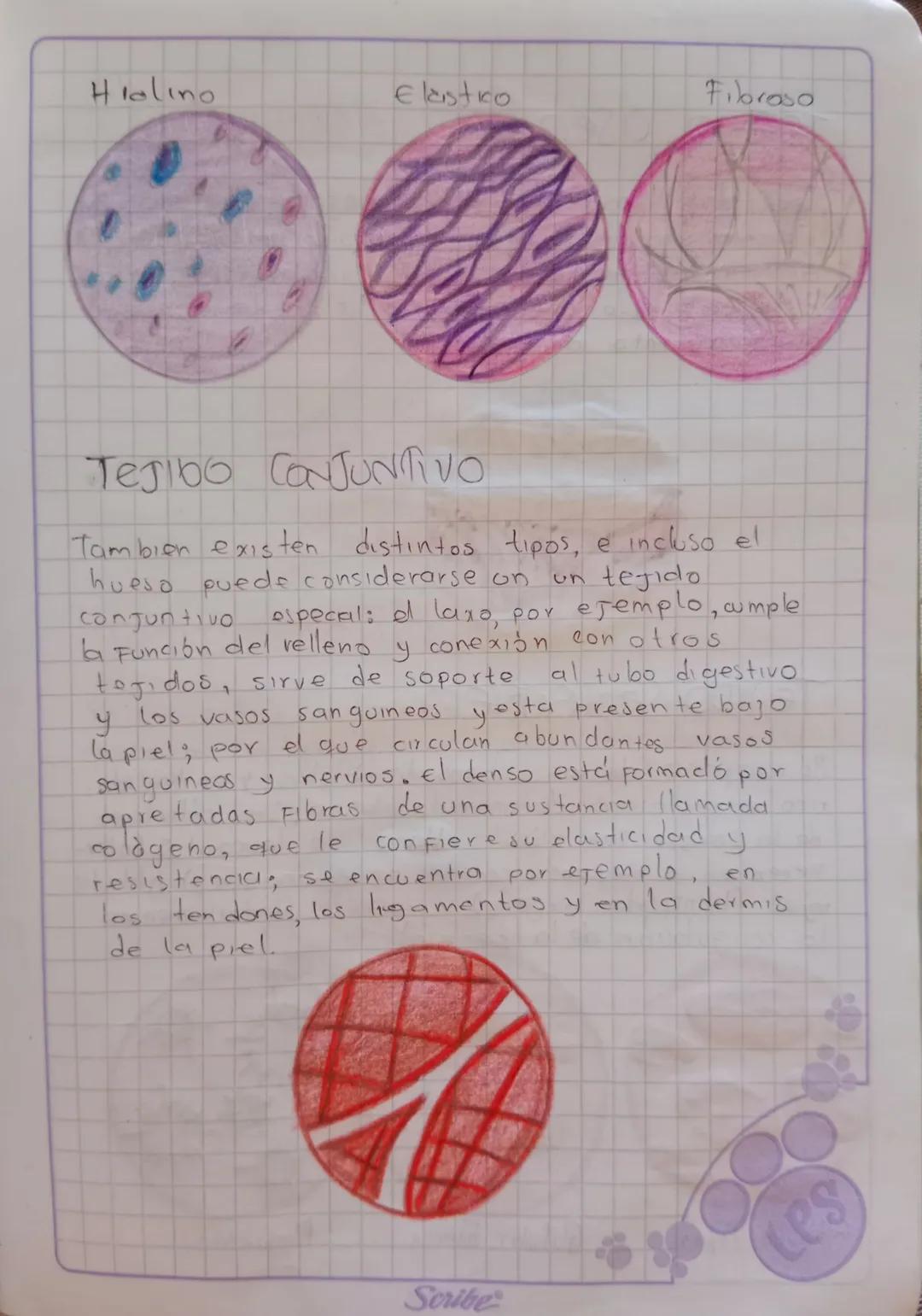 # TEJIDOS HUMANOS

Tejido linfatico:

Tiene caracteristicas tanto del tejido conjuntivo
como del sangunos y Forma parte del sistema
Inmunoló