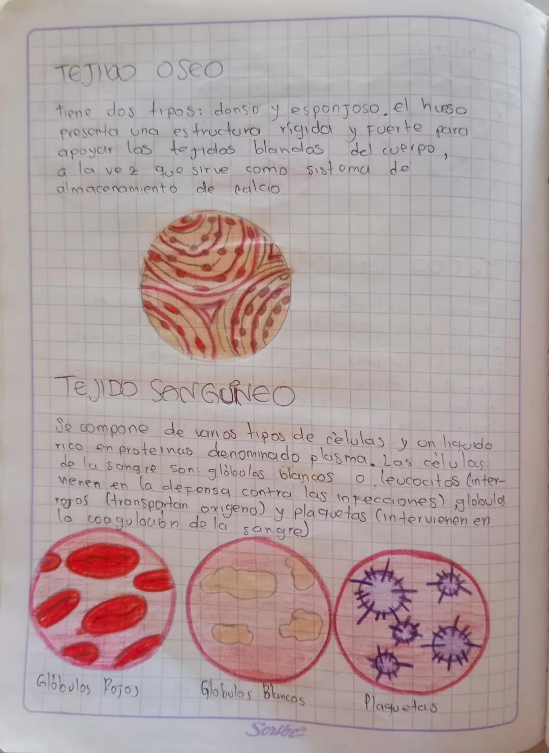 # TEJIDOS HUMANOS

Tejido linfatico:

Tiene caracteristicas tanto del tejido conjuntivo
como del sangunos y Forma parte del sistema
Inmunoló