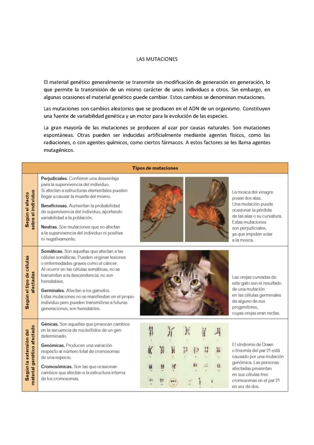Mutaciones 
