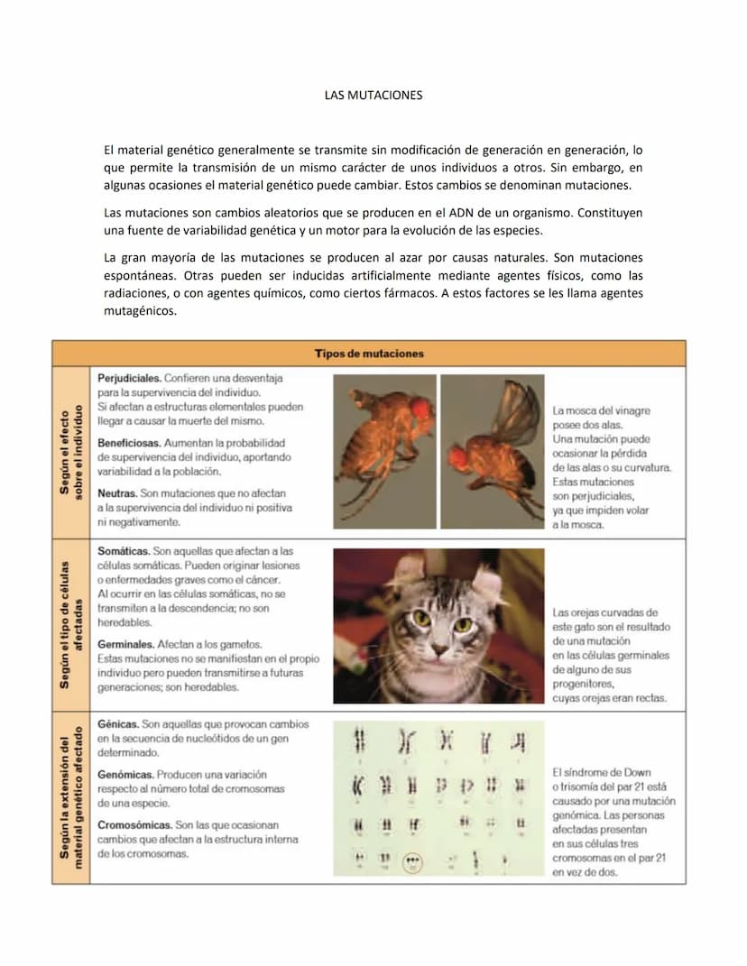 Según la extensión del
material genético afectado
Según el tipo de células
afectadas
Según el efecto
sobre el individuo
LAS MUTACIONES
El ma