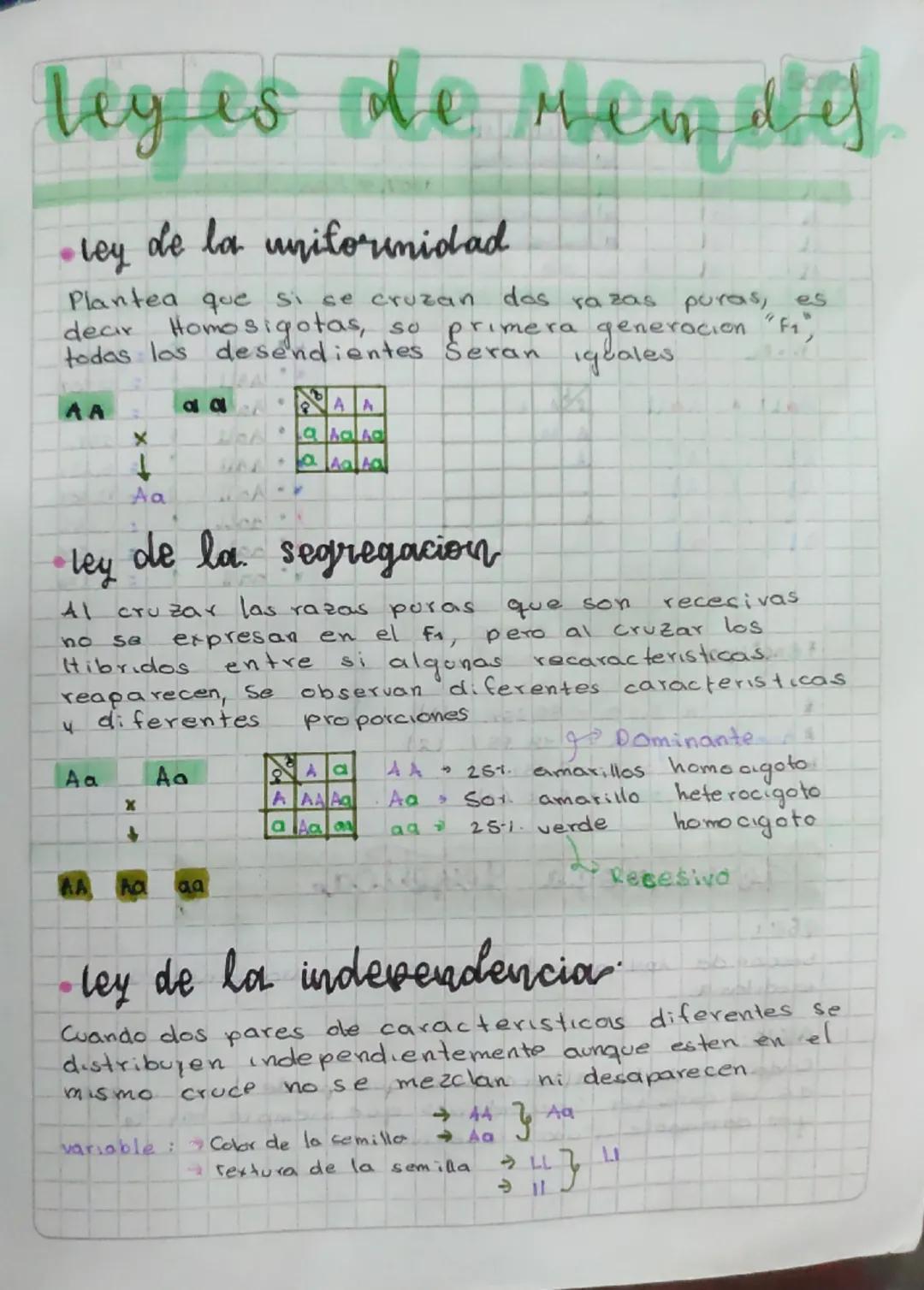 Leyes de Mendel 