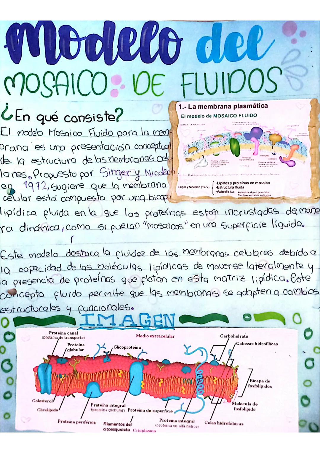 # Modelo del

# MOSAICO DE FLUIDOSS

¿En qué consiste?

El modeb Mosaico Fluido para la mem
Drana es una presentación conceptual
de la estru