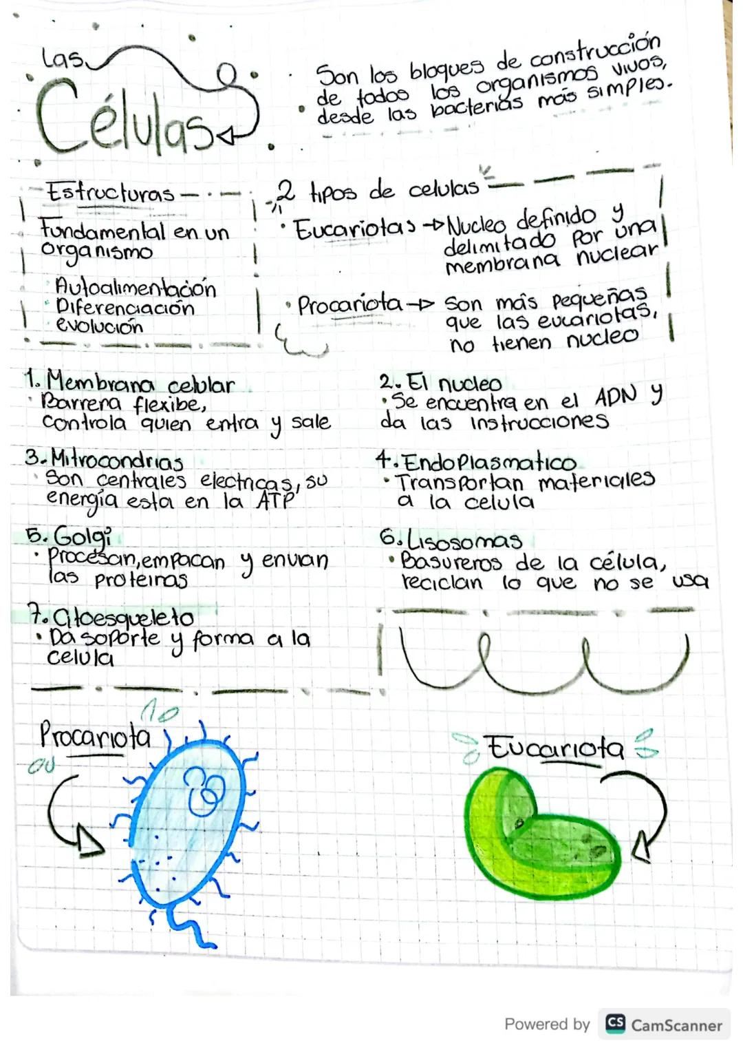 # Las

# Celulass

Estructuras

Fundamental en un
organismo

Autoalimentación
Diferenciación
evolución

1. Membrana celular
Barrera flexibe,