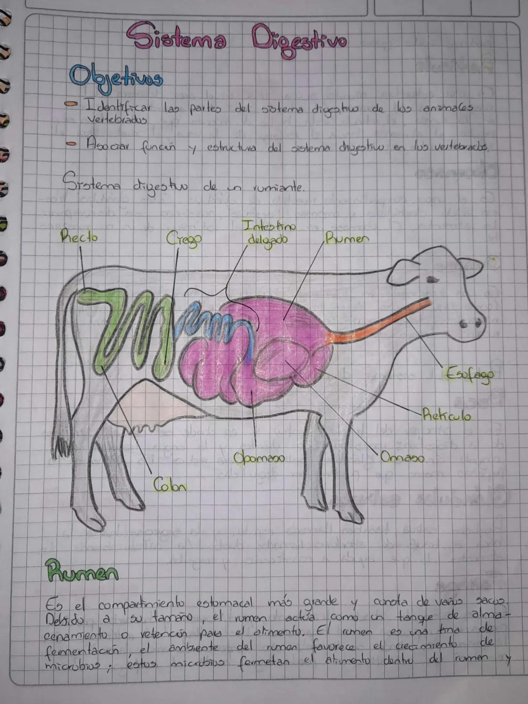 # Sistema Digestivo

## Objetivos
- Identificar las partes del sötema digestio de los animales
Vertebrados

*   Asociar función y estructura