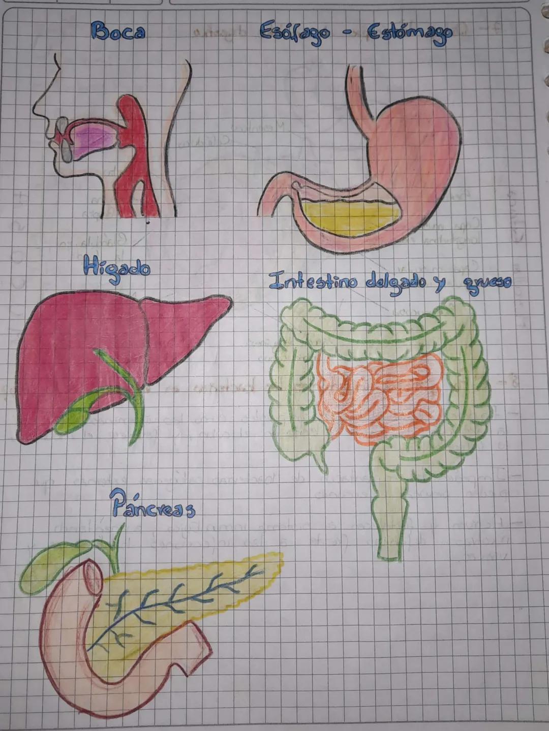 # Sistema Digestivo

## Objetivos
- Identificar las partes del sötema digestio de los animales
Vertebrados

*   Asociar función y estructura