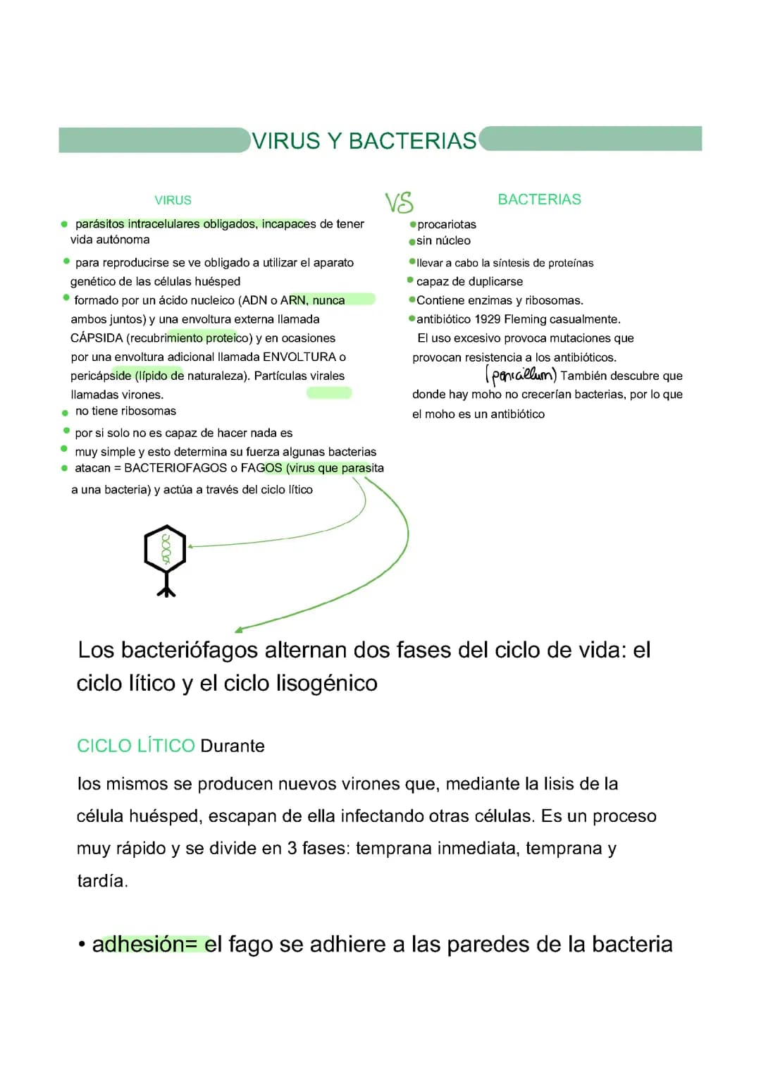 Los virus y las bacterias 
