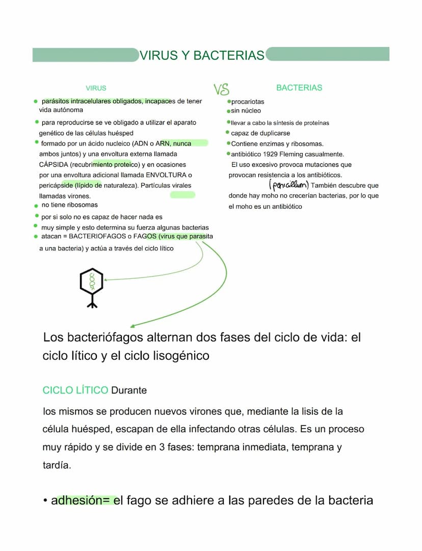 VIRUS
VIRUS Y BACTERIAS
⚫ parásitos intracelulares obligados, incapaces de tener
vida autónoma
⚫ para reproducirse se ve obligado a utilizar
