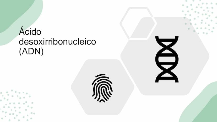 Ciencias
Naturales icfes v
mejor saber
COMPETENCIAS
COMPONENTES
La prueba evalúa tras
competencias por medio de
58 preguntas de selección
mú