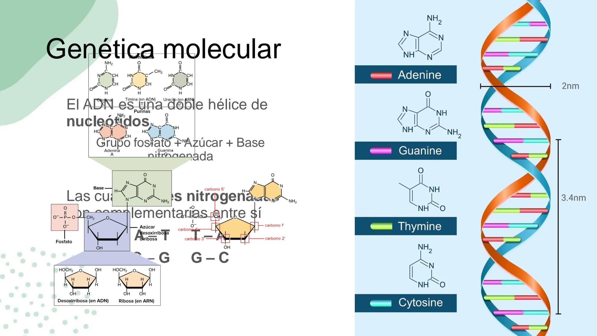 Ciencias
Naturales icfes v
mejor saber
COMPETENCIAS
COMPONENTES
La prueba evalúa tras
competencias por medio de
58 preguntas de selección
mú