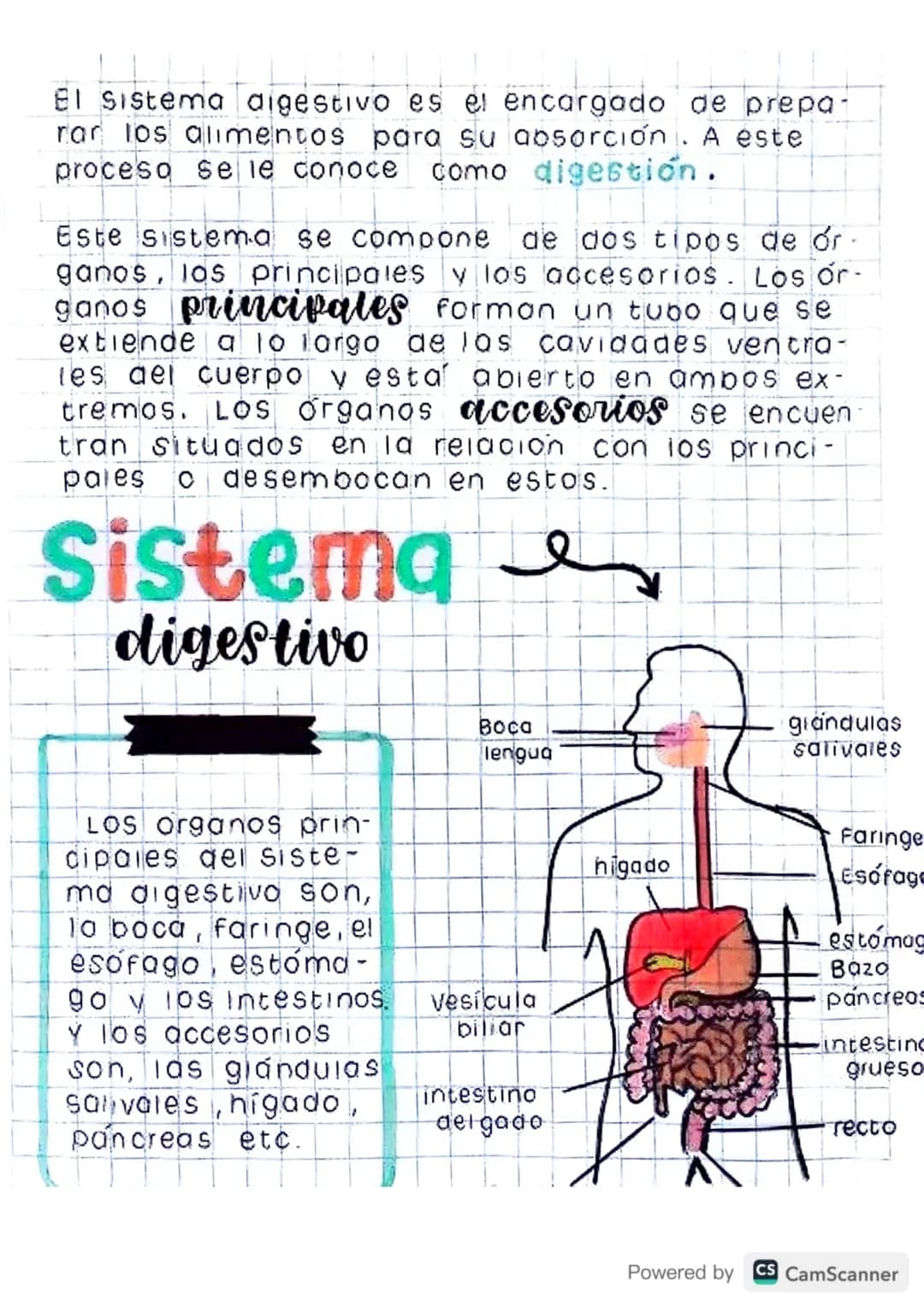 El sistema digestivo es el encargado de prepa-
rar los alimentos para su absorción. A este
proceso se le conoce como digestion.
Este sistema